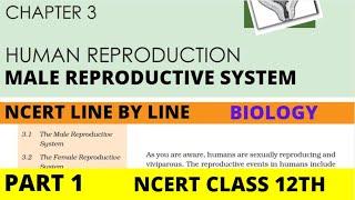 Part-1 HUMAN REPRODUCTION (Male Reproductive System) chapter-3 NCERT class 12th biology