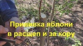 Прививка яблони способами "в расщеп" и "за кору". Inoculation of apple trees