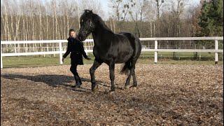 Academic Art of Riding at Liberty