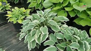 Hosta - Tambourine│Dutch-bulbs