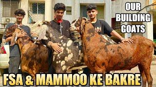 FSA Entertainment & Mammoo Ke Bakre | Our Building Goats For 2025 | Eid Mubarak