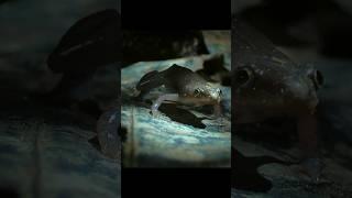 The symbiotic relationship between bird catching spiders and frogs #animals #wildlife #shorts
