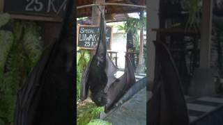 Bat Attacks Camera