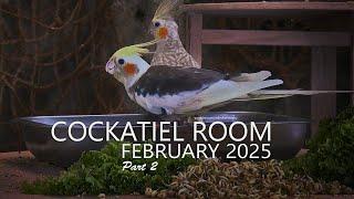 Cockatiel Room: February 2025 | Seeds Tray on Front Table - Part 2