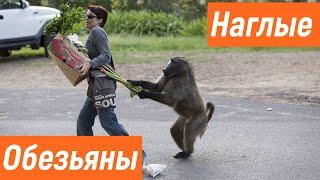 Наглые обезьяны / Обезьяны нападают на людей / Приколы с животными