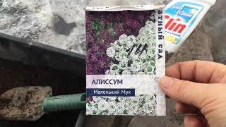 Алиссум . без пикировки . Вырастить проще простого .