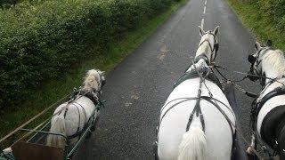 Carriage driving in company - training a pair of horses and a shetland.