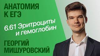 6.61. Эритроциты. Гемоглобин | Анатомия к ЕГЭ | Георгий Мишуровский