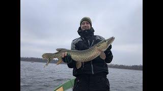 Pike - 95cm