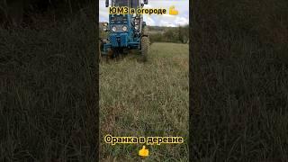 #юмз всегда в работе#огород#оранка#пахота#мтз#хтз#т40#деревня#село#трактор#плуг#пахота#нетвойне#птх