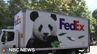 Two giant pandas from China arrive at the National Zoo