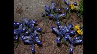 The Dwarf Iris - Reticulata Harmony - Planting & Nurturing this Outstanding Pollinator Plant