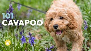 Cavapoo 101 - What to Know About This Adorable Breed