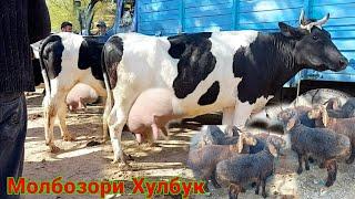 МОЛБОЗОРИ ХУЛБУК НАРХИ ГОВИ ШИРДЕХ БУКА ВА БАРА" The best dairy cows" Лучшие дойные коровы