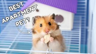 Top 9 Animals for Apartment Living | Total Pet Tales