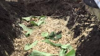 How to plant potatoes