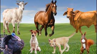 Cute Animal Sounds: Goat, Cow, Horse, Dog, Cat,Turkey - Animals Moment