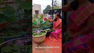 lotus and waterlily from my terrace Garden #lotus #flower #lotusflower #garden #gardening #