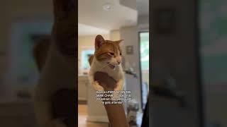 Dave’s persistence is proven effective #cats #catshorts #funnyanimals #indooroutdoorkat #dave