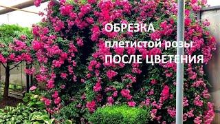 ОБРЕЗКА ПЛЕТИСТОЙ РОЗЫ ПОСЛЕ ПЕРВОЙ ВОЛНЫ ЦВЕТЕНИЯ.  КАК ПОМОЧЬ РОЗЕ в ЖАРУ.