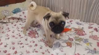 Мопс лает. Pug