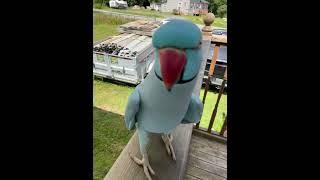 Kiwi Outside With Lots To Say  #parrot #funnyanimals #indianringneck #talkingbird #bluechicken