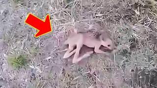 Man Saves Dying Baby Kangaroo, What Happens Next Is Unbelievable