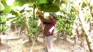 Banana Plant - Banana Farm Business Plan with Low Investment and High Profit