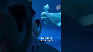 Beluga whale spooked little girl 