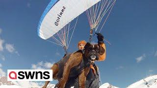 Adventurous dog and owner paraglide together over 200 times | SWNS