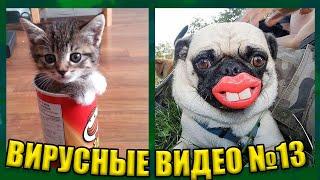 ВИРУСНЫЕ ВИДЕО / Подборка смешных животных №13