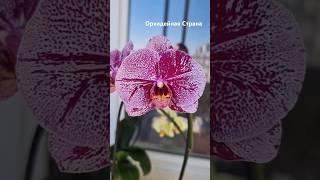 Phal. Magic Sezanne мутация по цвету или шоколадка. Орхидея мутант.