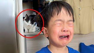 A 4-year-old boy hid a stray cat in the closet, and cried begging his mom to keep it when discovered