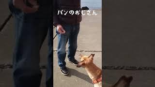 【Helloプーリー】海のお散歩のイベントの１つパンキャッチ【Hello POORI】Catch bread＃インド犬＃犬の散歩＃海岸#Indiandog#beach#dogwalk