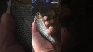A roach from a very shallow pond