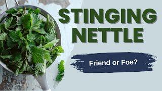 EVERYTHING you need to know about STINGING NETTLE, Identification, Harvest, Benefits, Recipes.