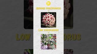 what npk really does for your plants  #gardeningtips