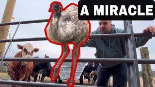 PRAISE REPORT! | 4000LBS of Feed! | Who is this cow?