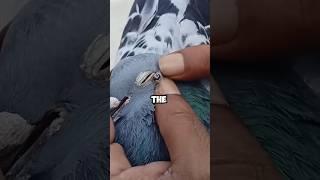 Anyone know what this is? #shortvideo #healing #pets #birds #love #cute