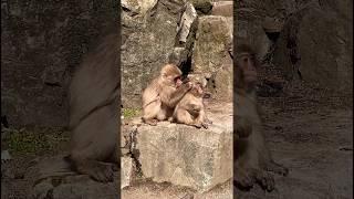 Soo Funny Caring Mother See Lices Baby Monkey.#shorts #monkey