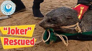 Seal "Joker" Rescued