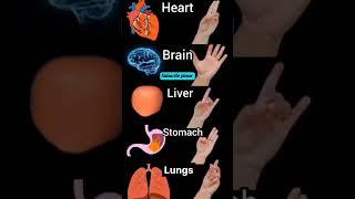 Daily Mudras #mudra #yoga #brain #liver #stomach #lung#love #fitness #duet #shorts #goviral #focus