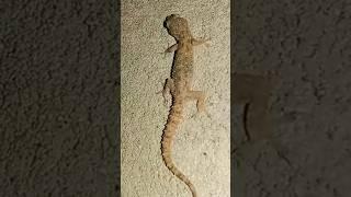 lizard climb on house wall / lizard very beautiful #shorts #lizard #trending #yt #youtube #animals