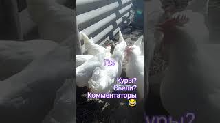 жизнь в деревне#shorts#жизньвдеревне#куры#минорка