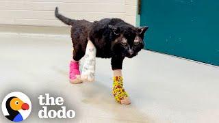 These Brave Kittens Survived The LA Fires | The Dodo