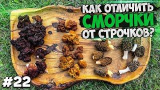 Как отличить сморчки от строчков? Изучаем весенние грибы