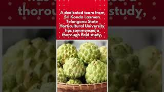 Balanagar Custard Apple on Track for Coveted Gl Tag, Boosting Telangana's Horticultural Heritage
