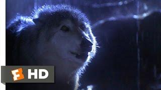 Lassie (3/9) Movie CLIP - Lassie vs. Wolf (1994) HD