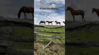 Yellowstone vibes 2 hours from Charlotte #ranch