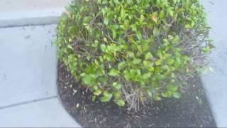 Trim Bushes, Shape Shrubs with Hedge Shear Trimmer